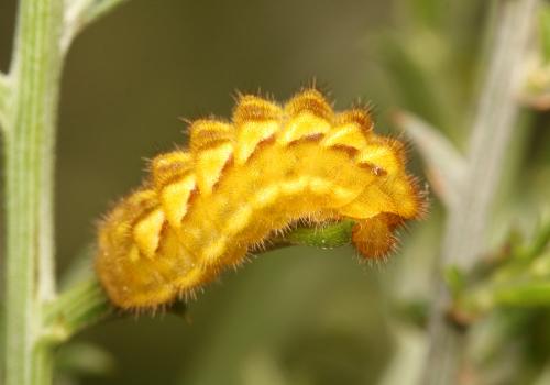 Réf. 165 192 : Callophrys rubi