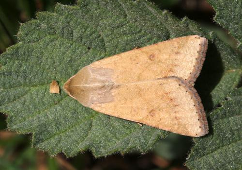 Réf. 165 774 : Helicoverpa armigera