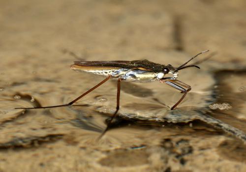 Gerris gibbifer