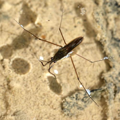 Gerris gibbifer