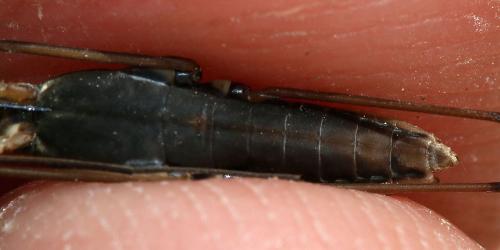 Gerris gibbifer