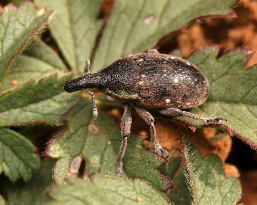 Réf. 165 986 : Larinus maurus