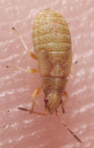 Réf. 165 965 : Macroplax fasciata