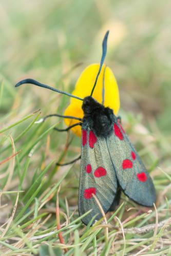 Zygaena trifolii