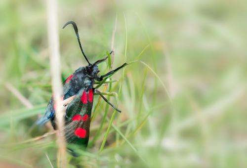 Zygaena trifolii