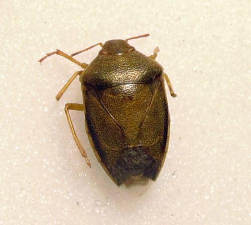 Réf. 165 656 : Piezodorus lituratus