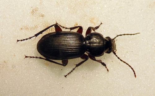 Réf. 165 659 : Pterostichus madidus