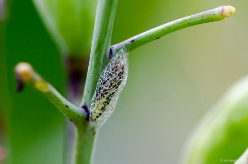 Réf. 165 776 : Plutella xylostella