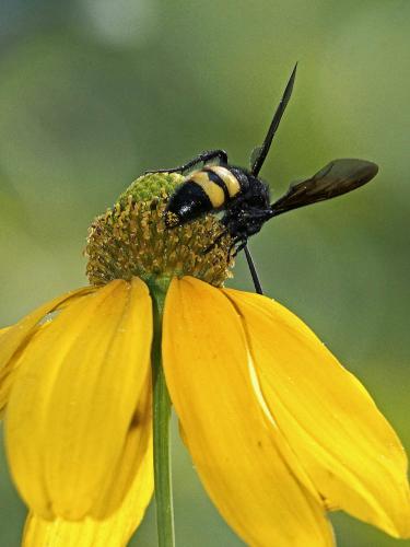 Scolia hirta