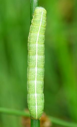 Réf. 165 410 : Orthosia incerta