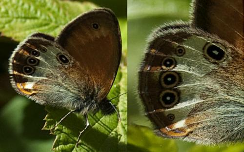 Coenonympha sp.
