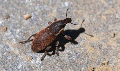 Pseudocleonus grammicus