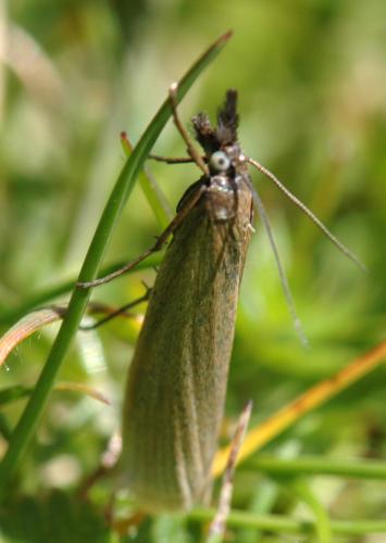 Réf. 165 708 : Platytes cerussella