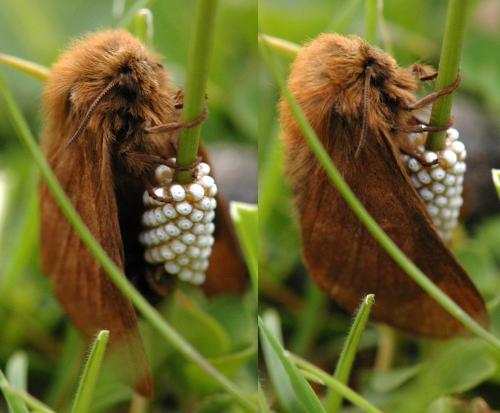 Malacosoma alpicola