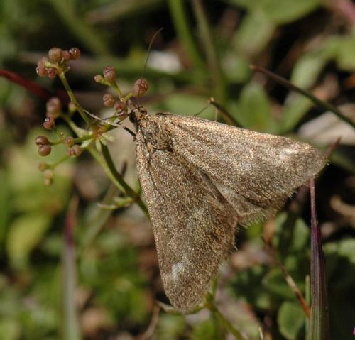 Pyrausta aerealis