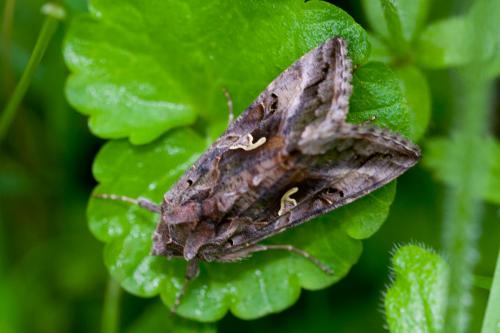 Réf. 165 004 : Autographa gamma