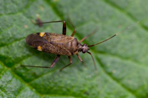 Closterotomus fulvomaculatus