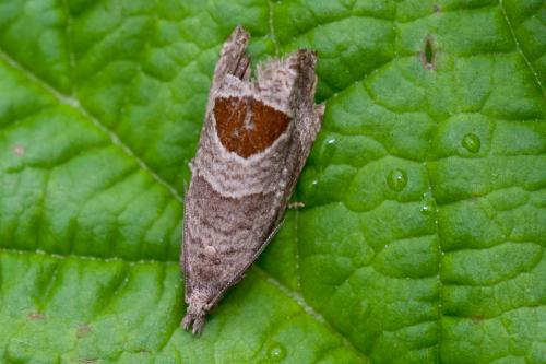 Notocelia uddmanniana