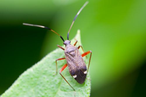 Closterotomus biclavatus