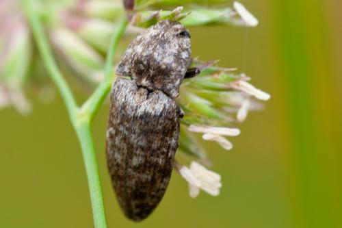 Agrypnus murinus