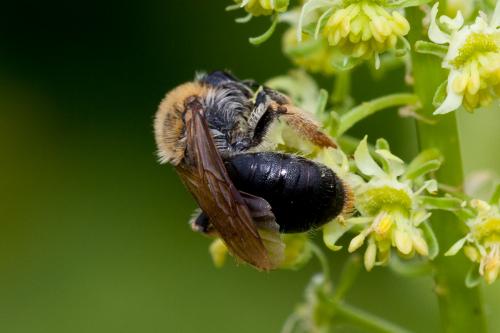Andrena haemorrhoa