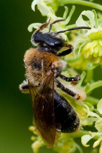 Andrena haemorrhoa