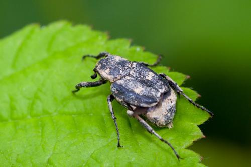 Réf. 165 379 : Valgus hemipterus
