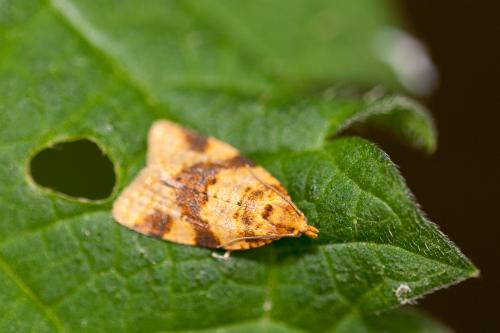 Epagoge grotiana