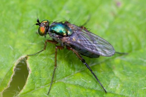 Dolichopus ungulatus