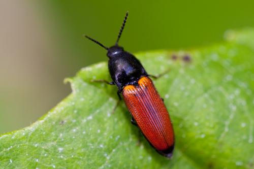 Ampedus elongatulus