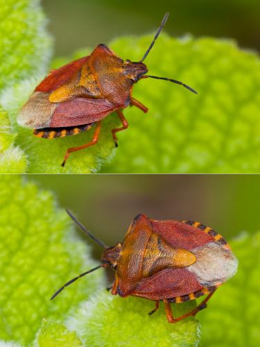 Carpocoris purpureipennis