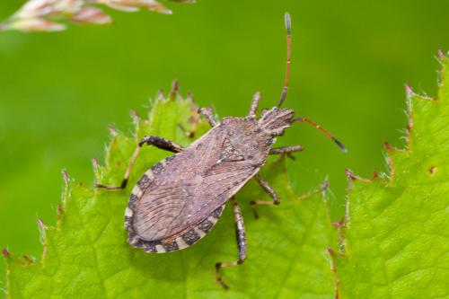 Réf. 165 519 : Ceraleptus gracilicornis