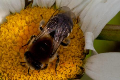 Colletes sp.