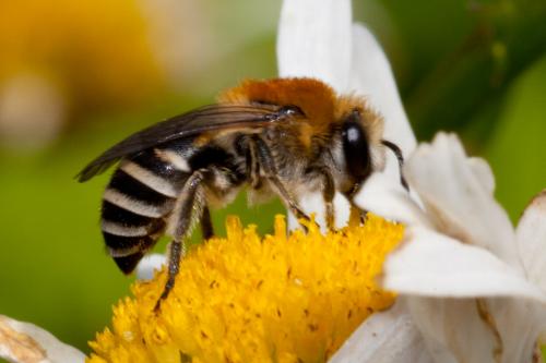 Réf. 165 732 : Colletes sp.