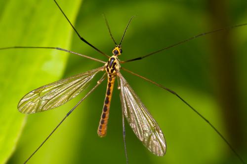 Nephrotoma flavescens