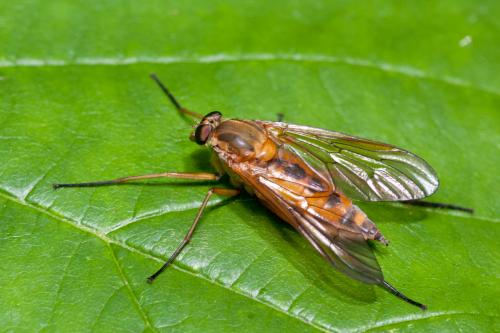 Réf. 165 880 : Rhagio tringarius