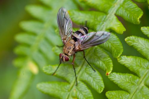 Dexia vacua
