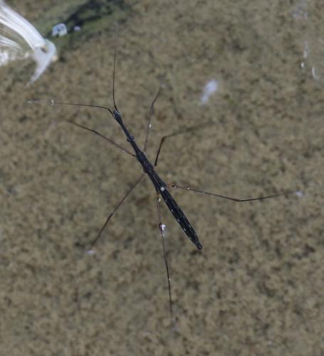 Hydrometra stagnorum