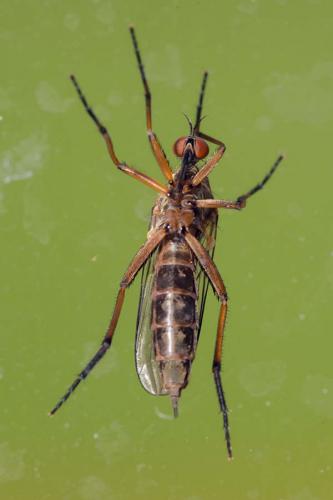 Empis livida
