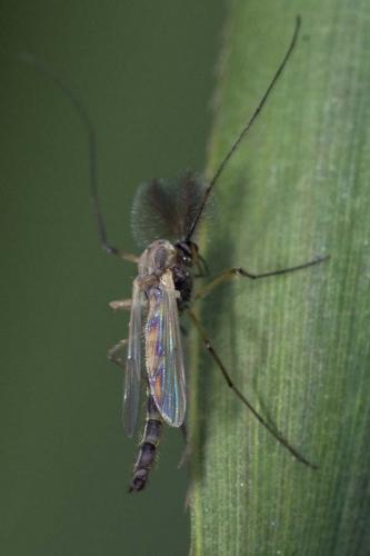 Chironomus sp.