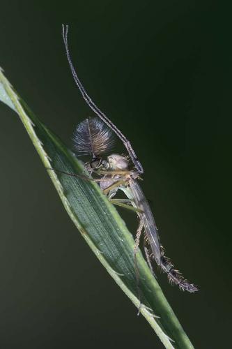 Chironomus sp.