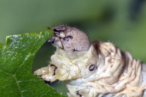 Réf. 165 383 : Bombyx mori