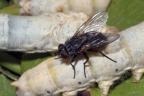 Réf. 165 643 : Muscina stabulans