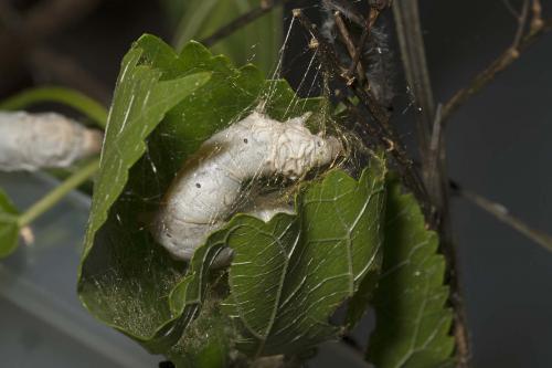 Bombyx mori