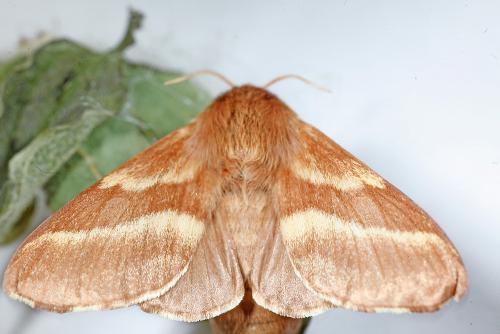 Malacosoma castrensis