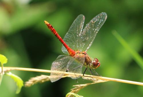 Sympetrum sanguineum