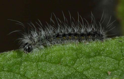 Réf. 165 260 : Psilogaster loti