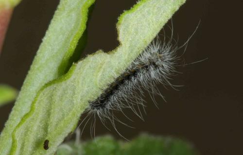 Réf. 165 261 : Psilogaster loti