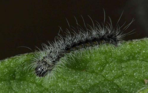 Réf. 165 262 : Psilogaster loti