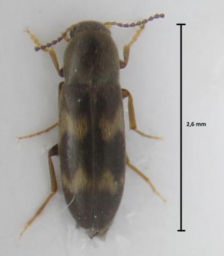 Abdera biflexuosa
